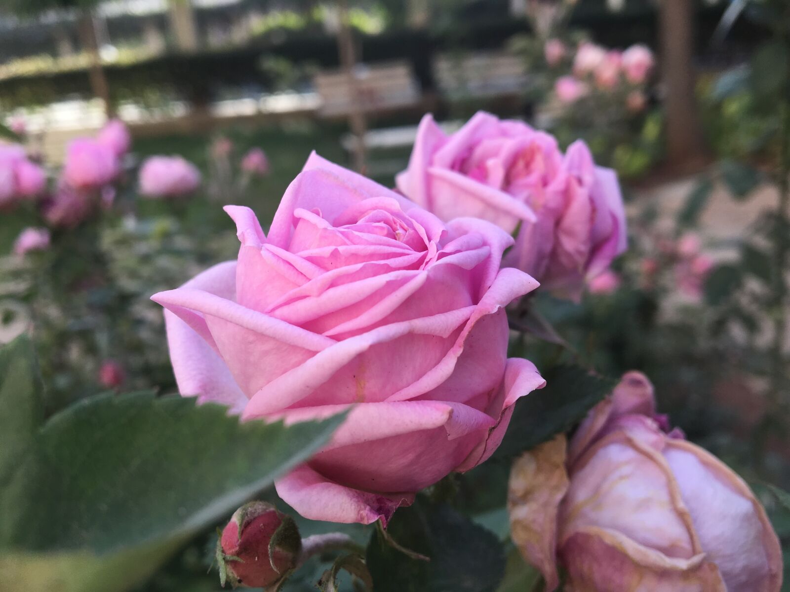 Apple iPhone 6s sample photo. Rose, roses, red photography