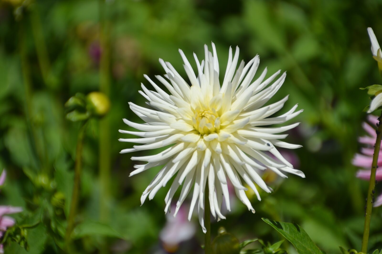 Nikon D3100 sample photo. Flower, white, blooming photography