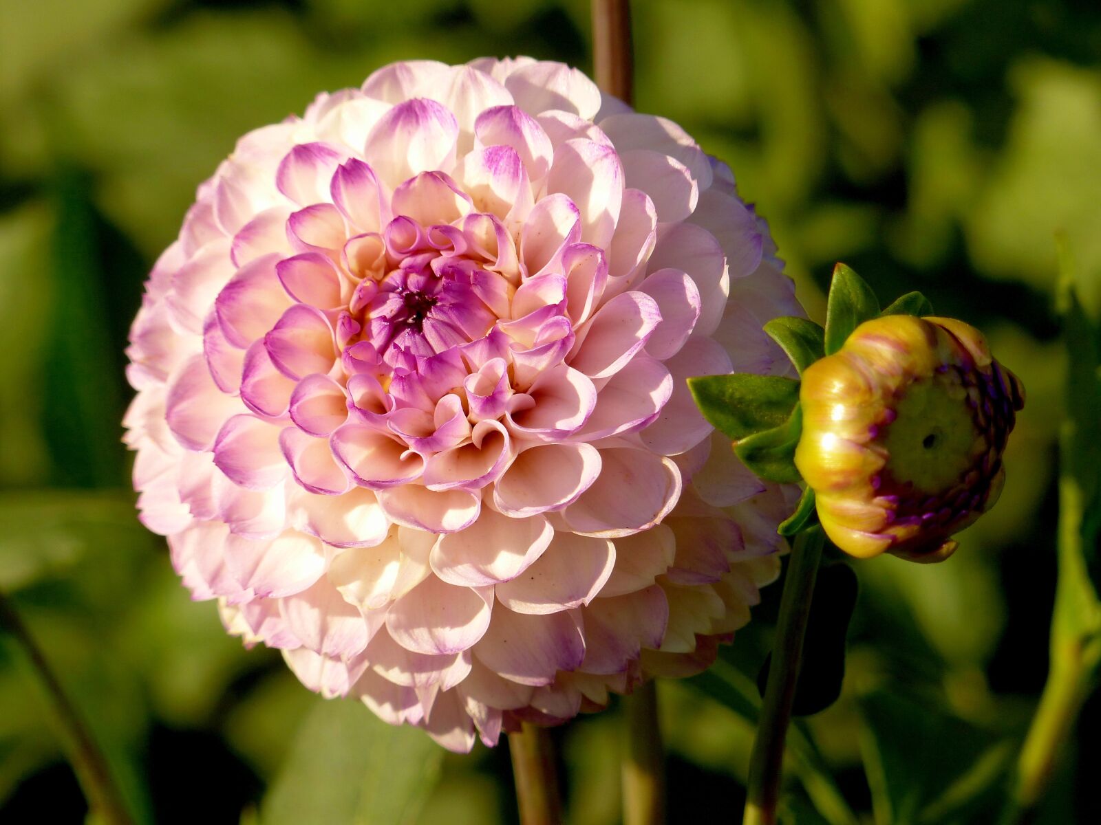 Panasonic Lumix DMC-FZ200 sample photo. Dahlia, flower, bloom photography