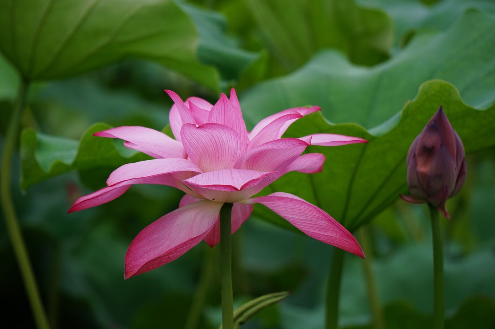 Sony Alpha a5000 (ILCE 5000) + Sony E 55-210mm F4.5-6.3 OSS sample photo. Lotus, summer, flowers photography