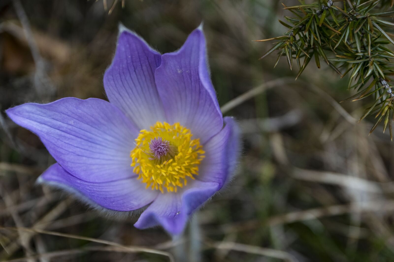 Nikon D5300 sample photo. Flower, in bloom, flowering photography