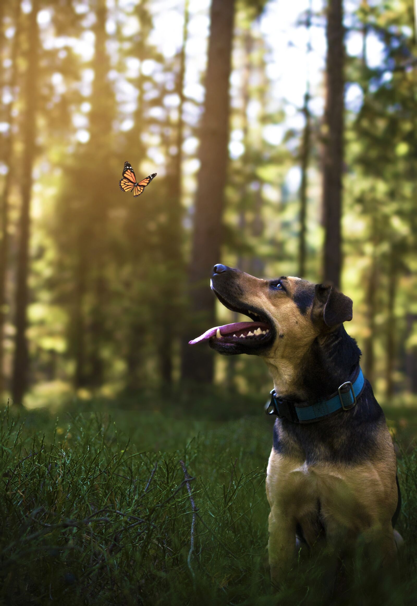 Nikon D3100 sample photo. Butterfly, forest, nature photography