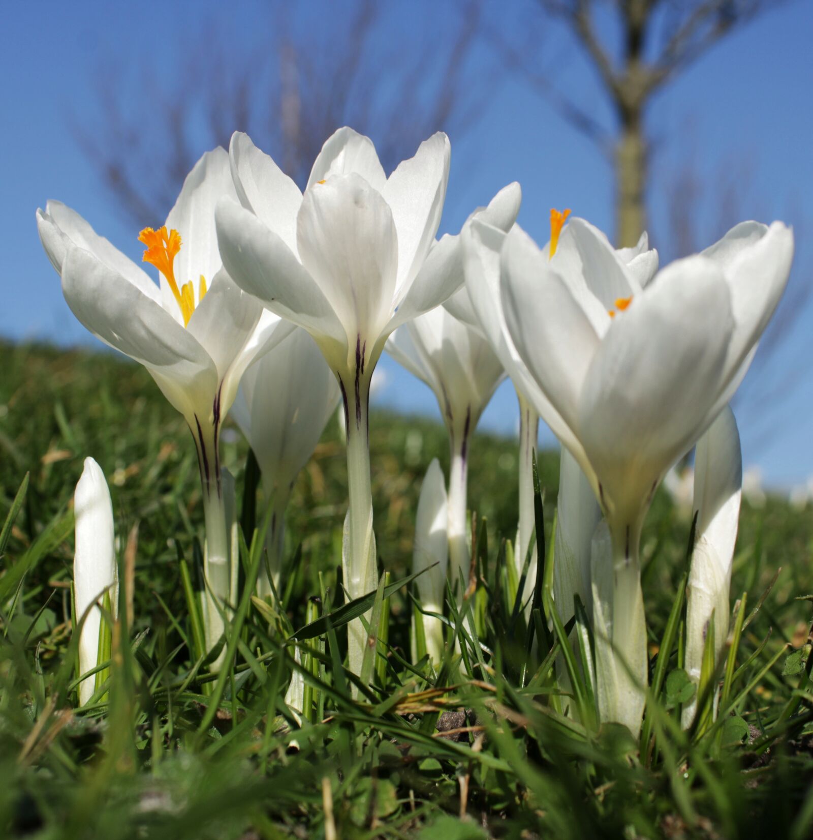 Canon EOS 2000D (EOS Rebel T7 / EOS Kiss X90 / EOS 1500D) sample photo. Crocus, white, flower photography
