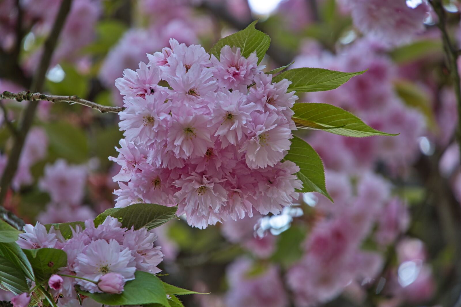 Sony a6400 sample photo. Cherry blossom, park, spring photography