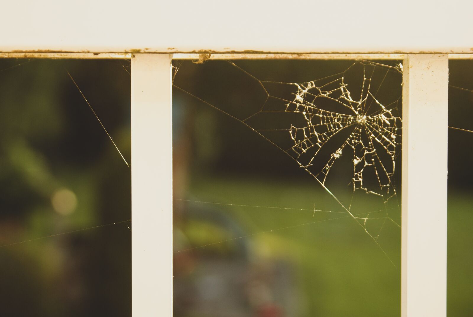Sony Alpha DSLR-A200 sample photo. Web, spiderweb, trap photography