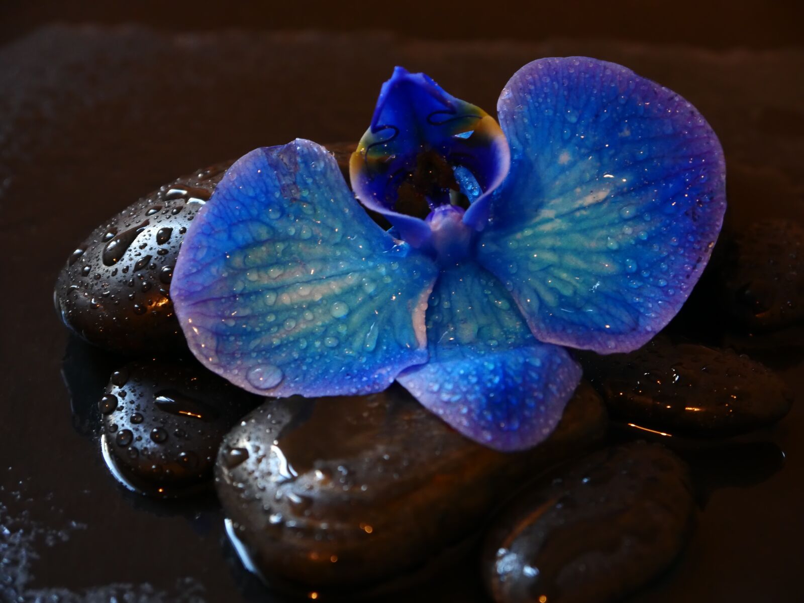 Panasonic DMC-G70 sample photo. Orchid, stones, wellness photography