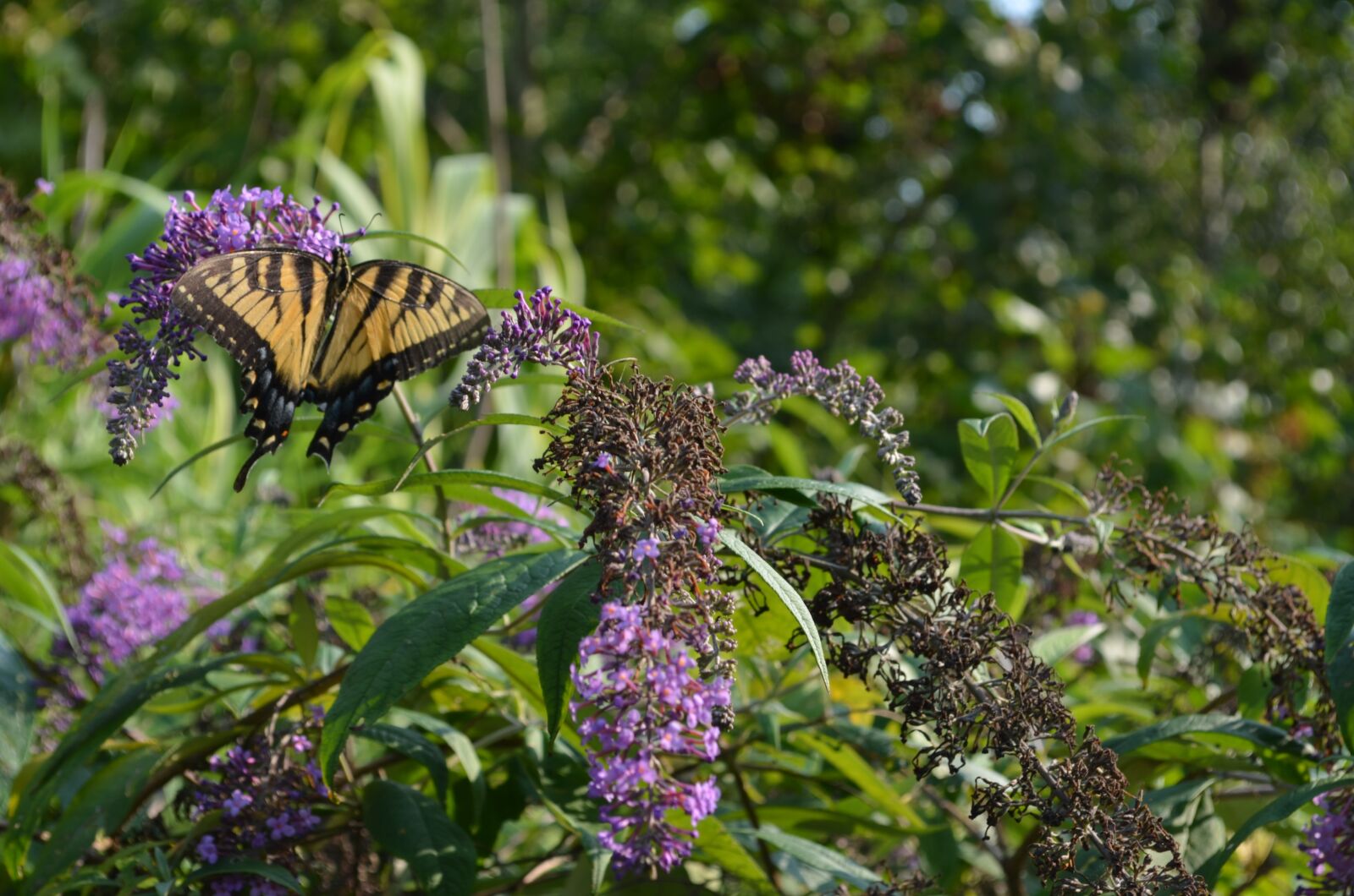 Nikon D5100 sample photo. Butterfly, nature, bug photography