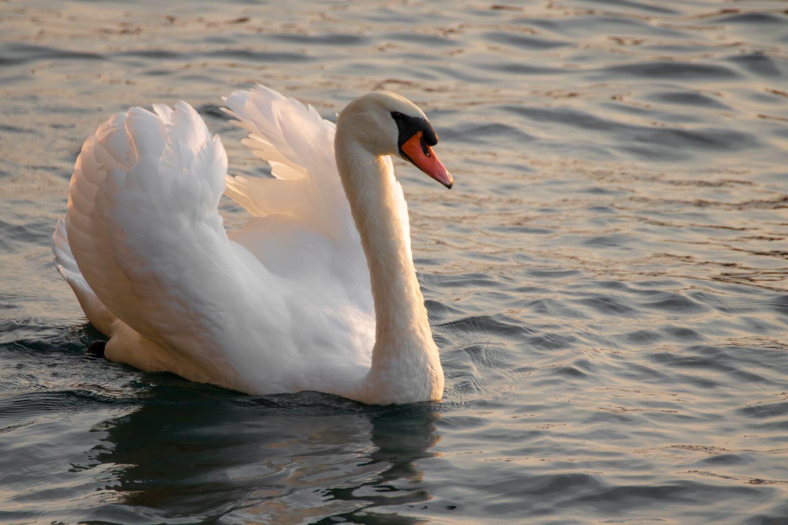 Canon EOS 200D (EOS Rebel SL2 / EOS Kiss X9) sample photo. Swan, bird, water photography