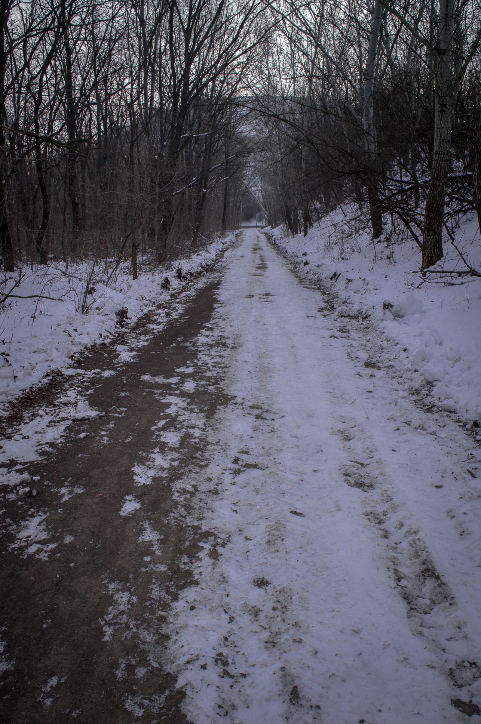 Nikon D3200 sample photo. Forest, hill, winter photography