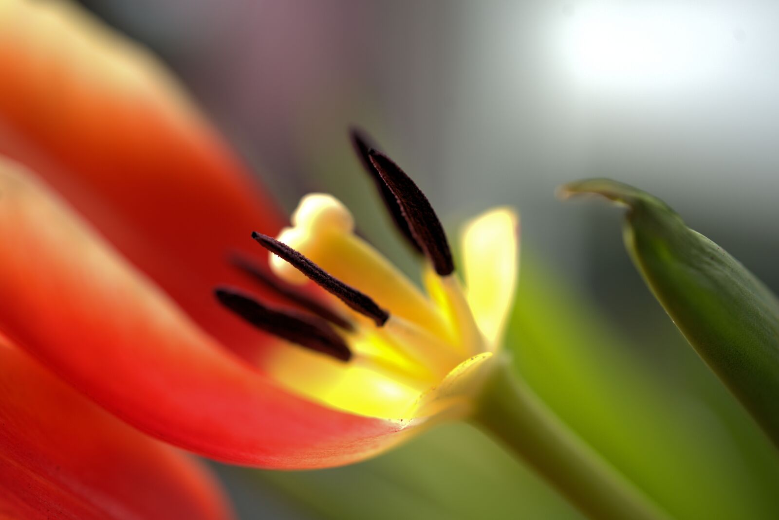 Sony a7 II + Sony FE 50mm F2.8 Macro sample photo. Tulip, flower, withered photography