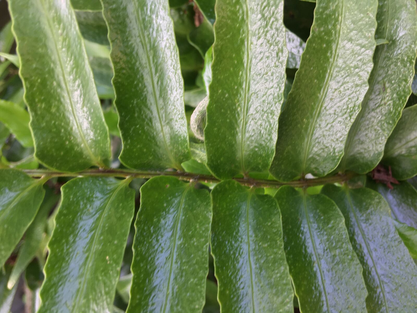 iPhone 6s Plus back camera 4.15mm f/2.2 sample photo. Plants, leaves, close-up photography