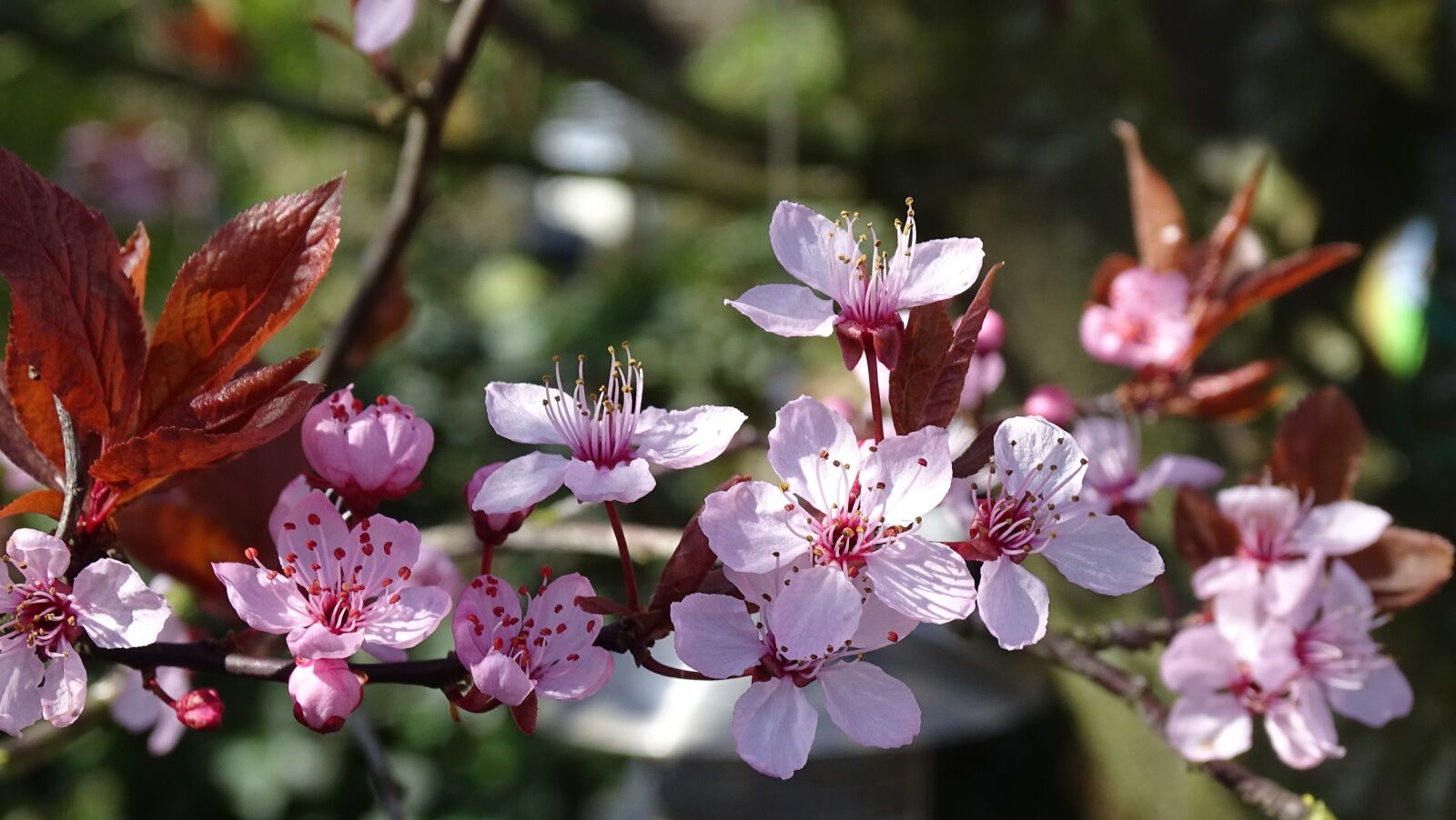 Sony Cyber-shot DSC-HX400V sample photo. Nature, plant, garden photography