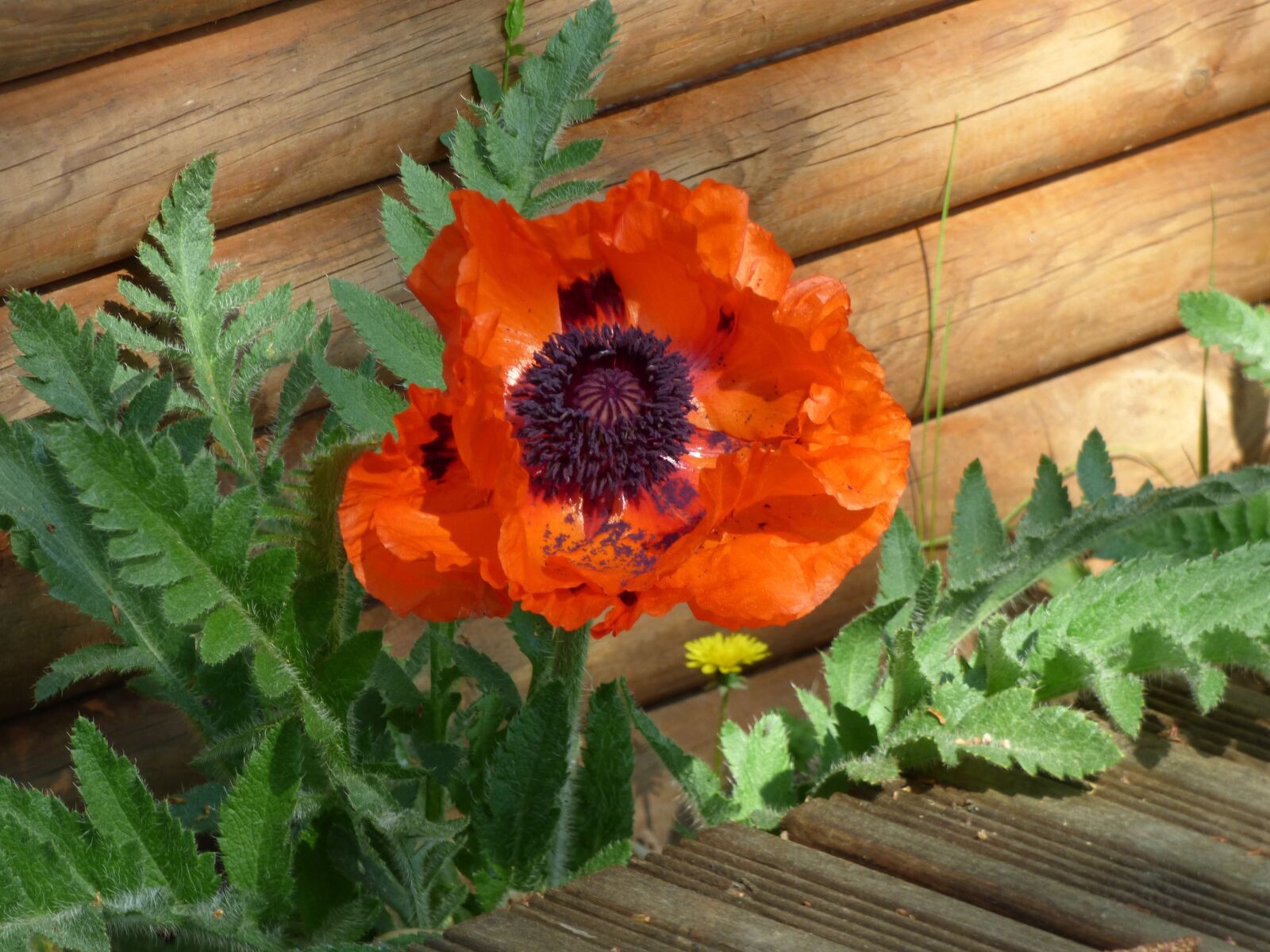 Panasonic DMC-FZ72 sample photo. Flower, poppy, garden photography