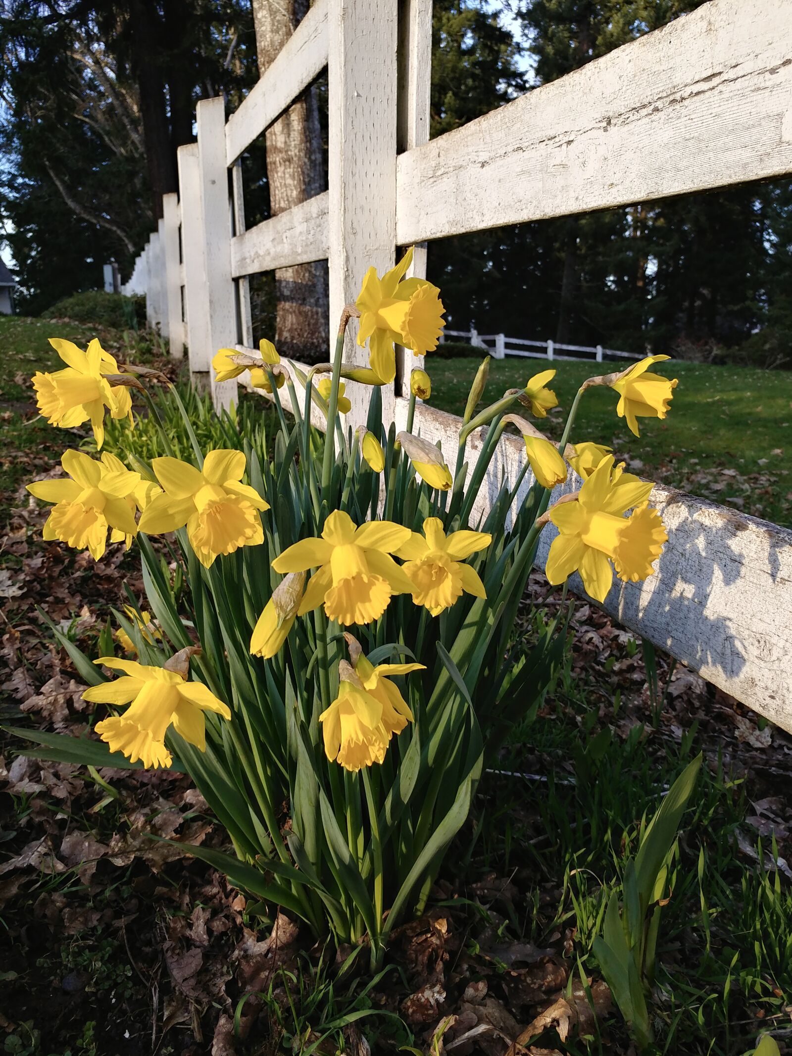 LG V20 sample photo. Daffodils, bloom, spring photography