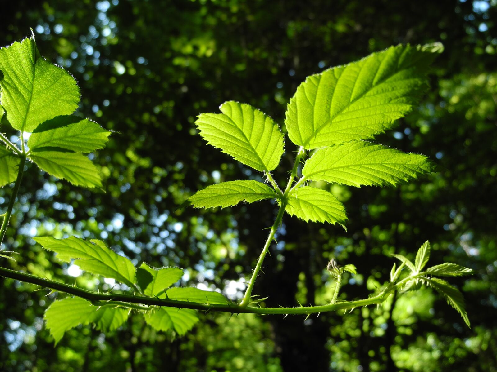 Nikon Coolpix P7000 sample photo. Green leaves, thorns, bright photography