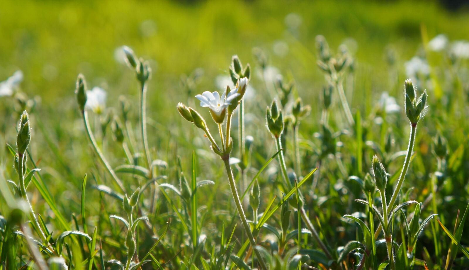 Sony Alpha a3000 + Sony E 18-55mm F3.5-5.6 OSS sample photo. Nature, plants, meadow photography