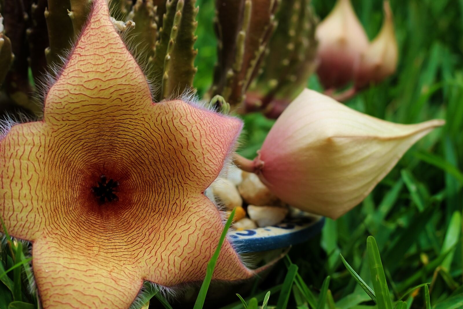 Canon EOS 600D (Rebel EOS T3i / EOS Kiss X5) + Canon EF 50mm F1.8 STM sample photo. Stapelia gigantea, flower star photography