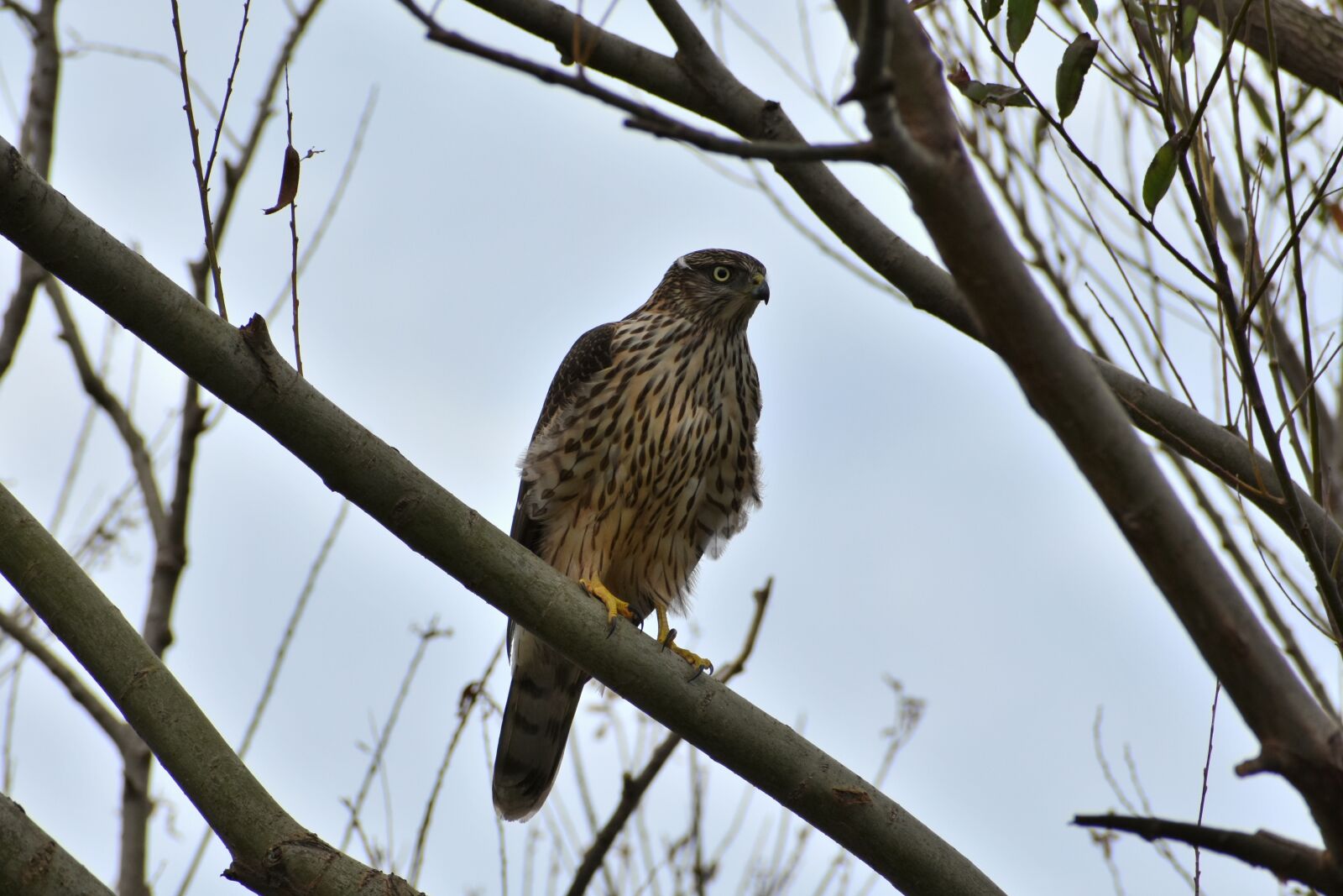 Nikon D7200 sample photo. Animal, wood, bird photography