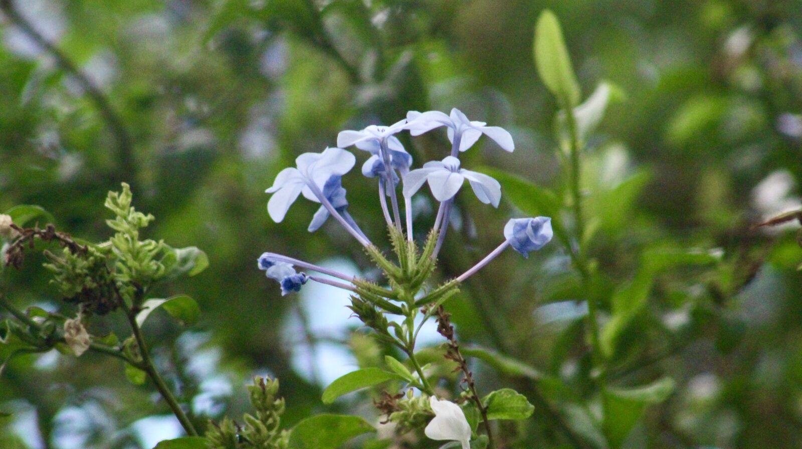 Canon EF75-300mm f/4-5.6 sample photo. Plumbago, blue flowers, nature photography