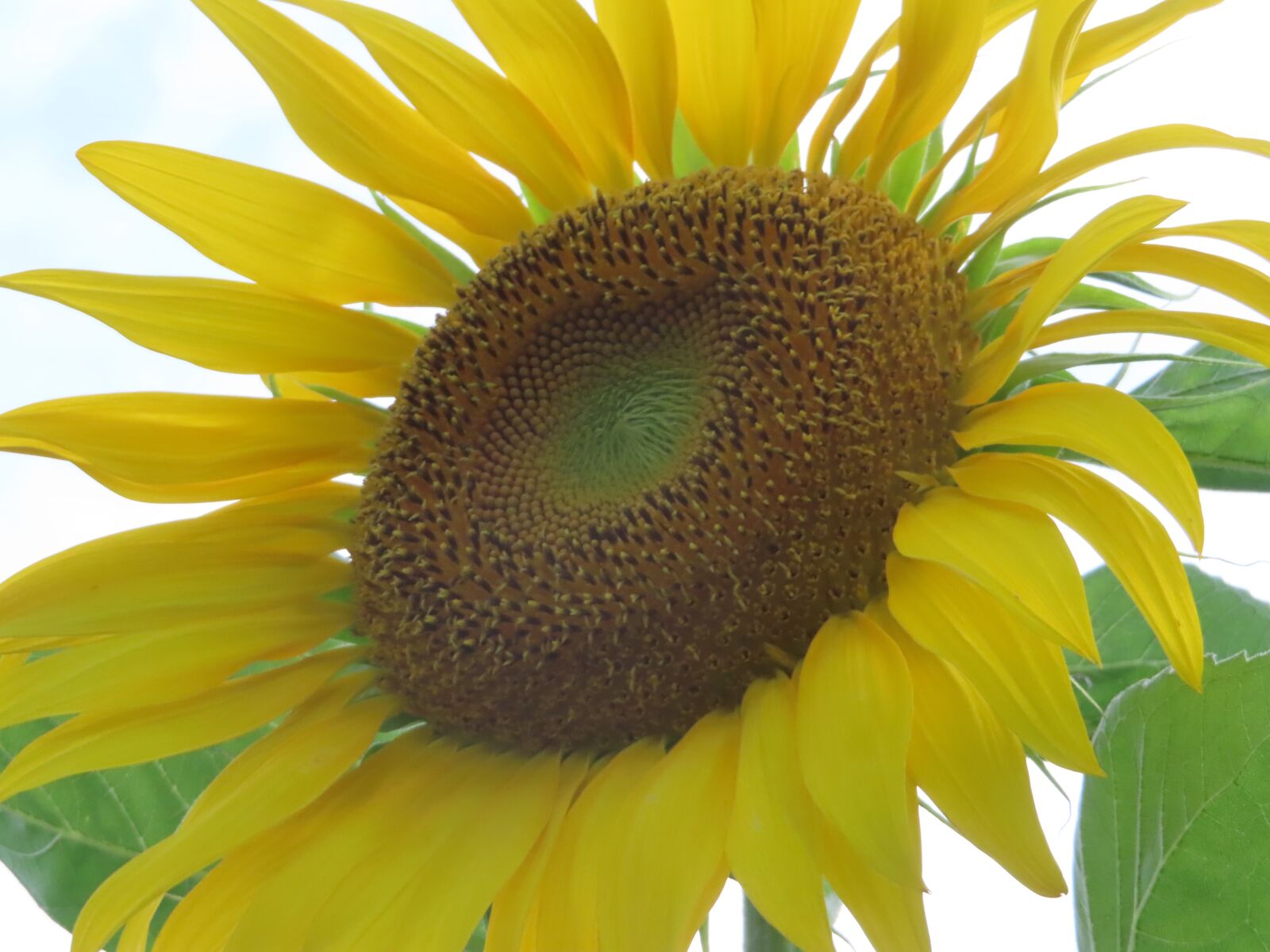 Canon PowerShot SX740 HS sample photo. Sunflower, flower, bloom photography