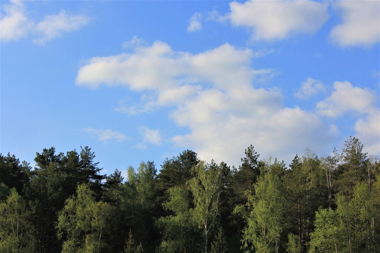 Canon EOS 60D sample photo. Sky, forest, nature photography