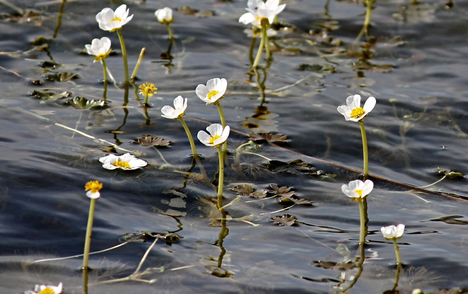 Canon EOS 1100D (EOS Rebel T3 / EOS Kiss X50) sample photo. Water buttercup, buttercup, hahnenfu photography