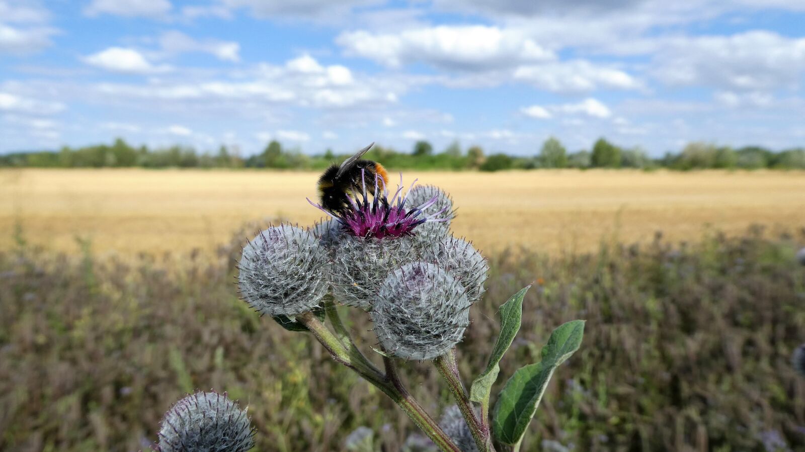 Panasonic DMC-TZ81 sample photo. Wild bee, field, nature photography