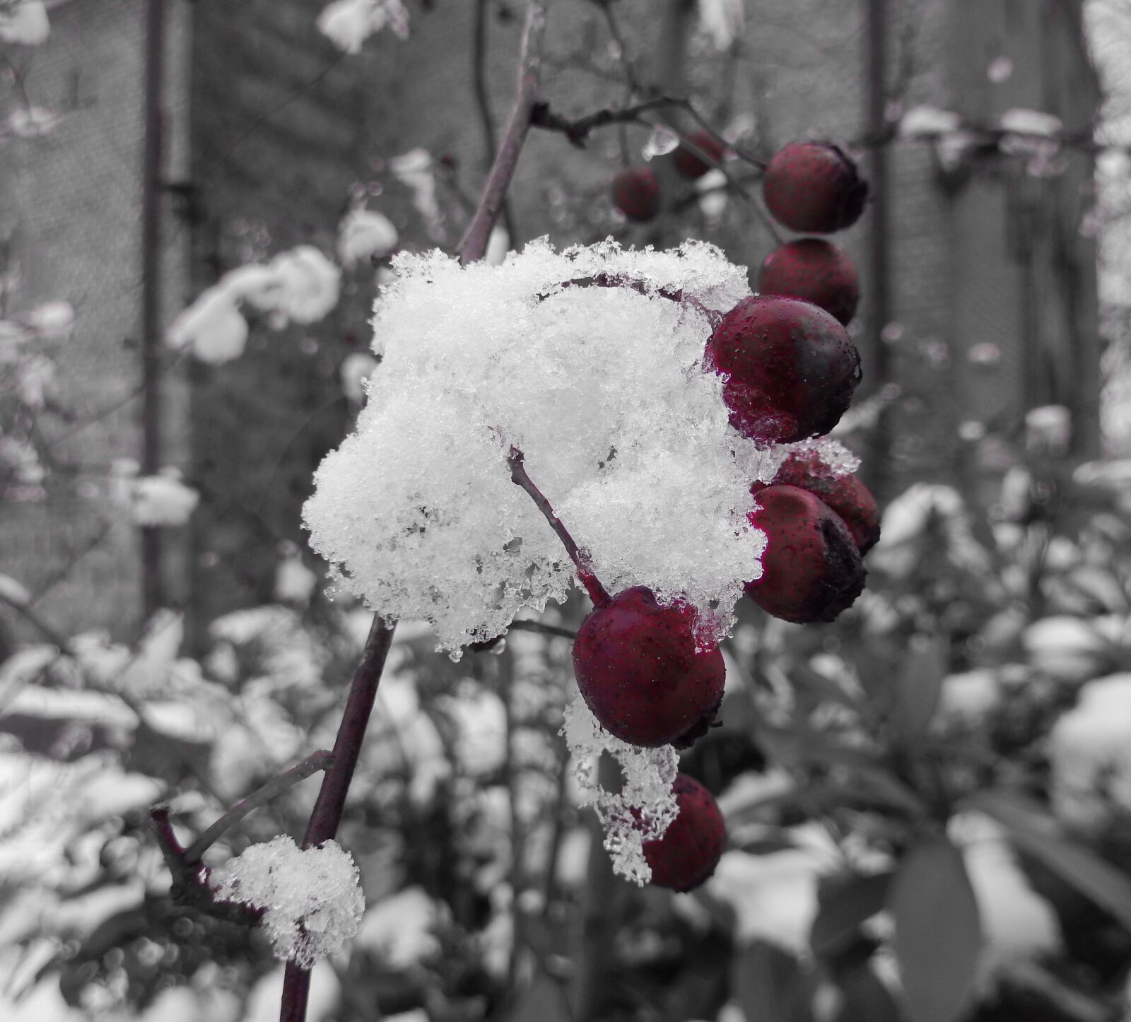 Nikon COOLPIX S9400 sample photo. Winter, berries, snow photography