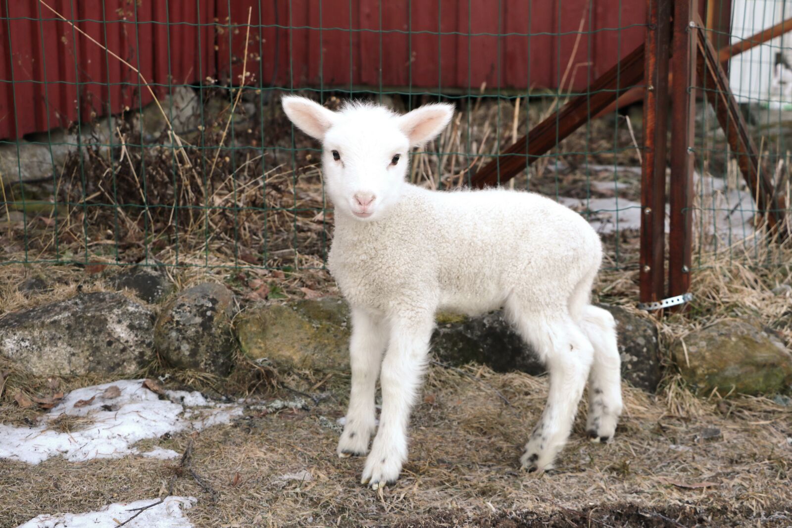 Canon EOS 750D (EOS Rebel T6i / EOS Kiss X8i) sample photo. The sheep, farm, mammals photography