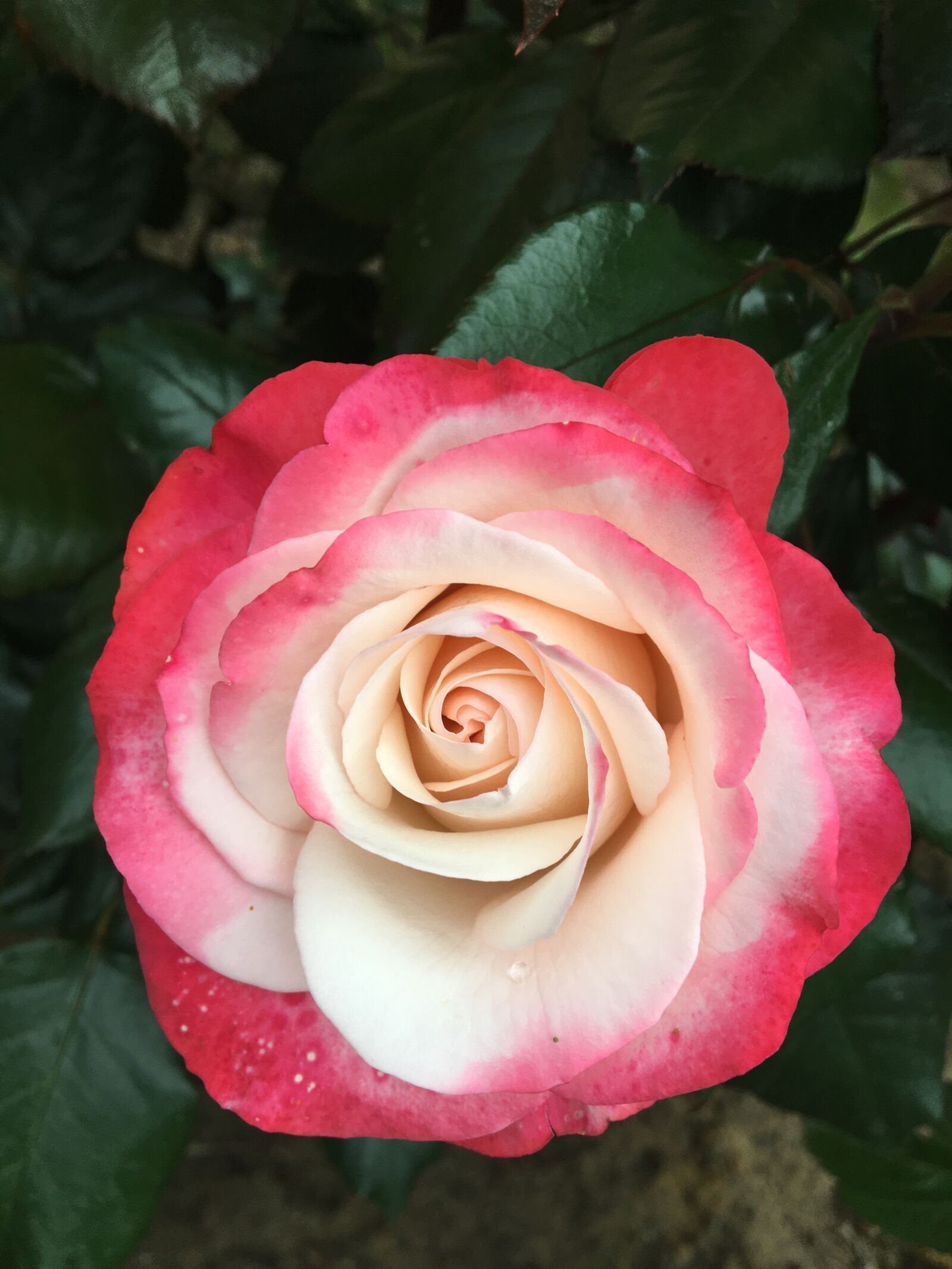 Apple iPhone 6s sample photo. Flower, rose, romantic photography