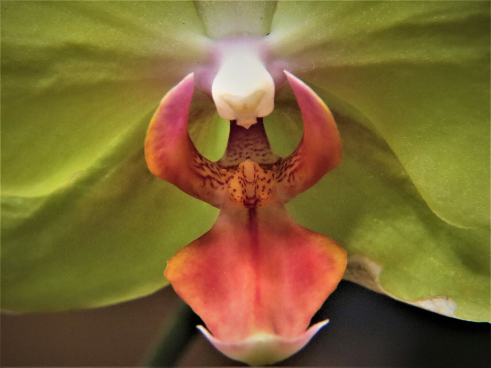 Canon PowerShot SX50 HS sample photo. Macro, orchid, yellow photography