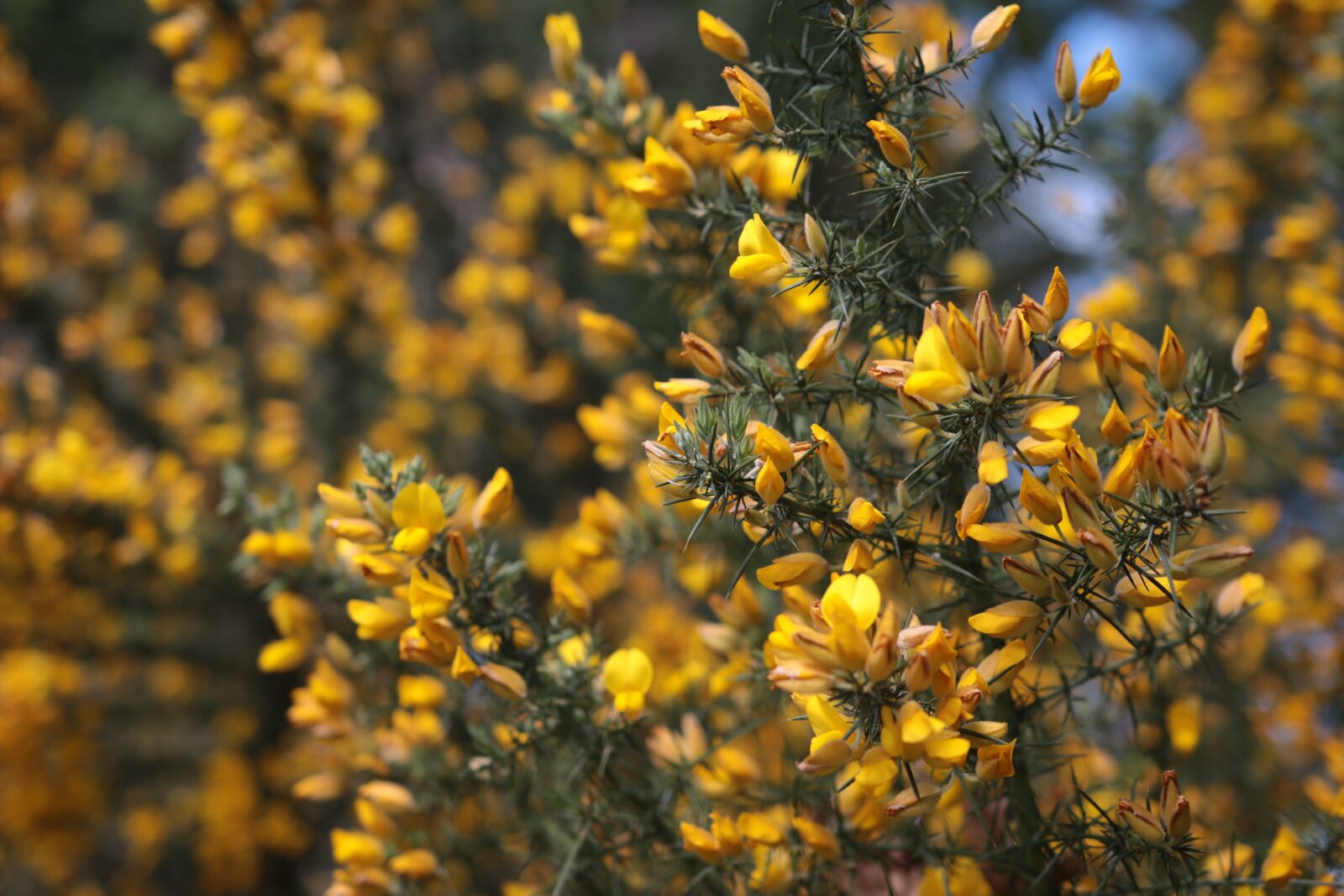Canon EOS 70D sample photo. Yellow, flower, nature photography
