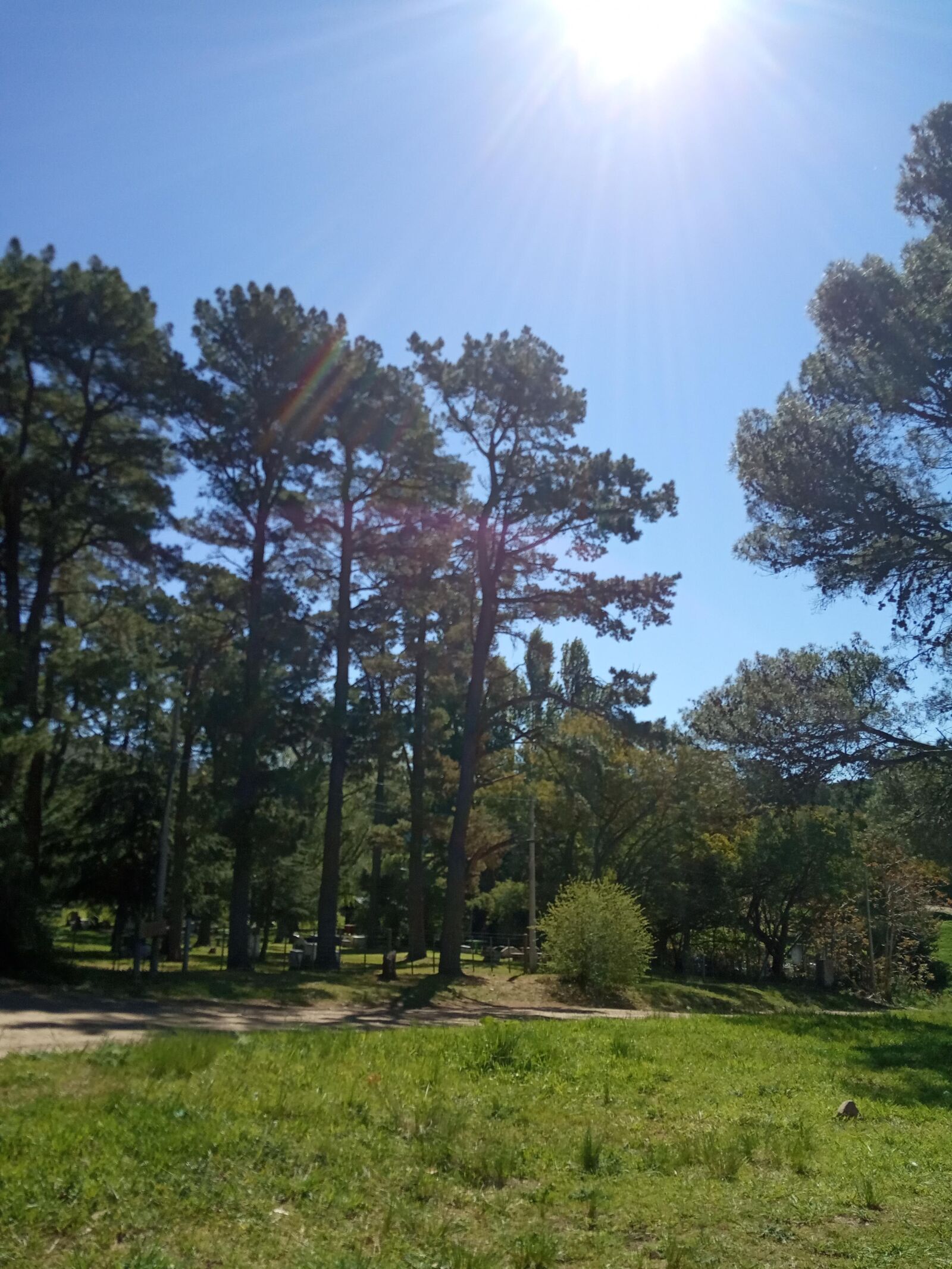 Xiaomi Redmi 6A sample photo. Trees, pine trees, mountains photography