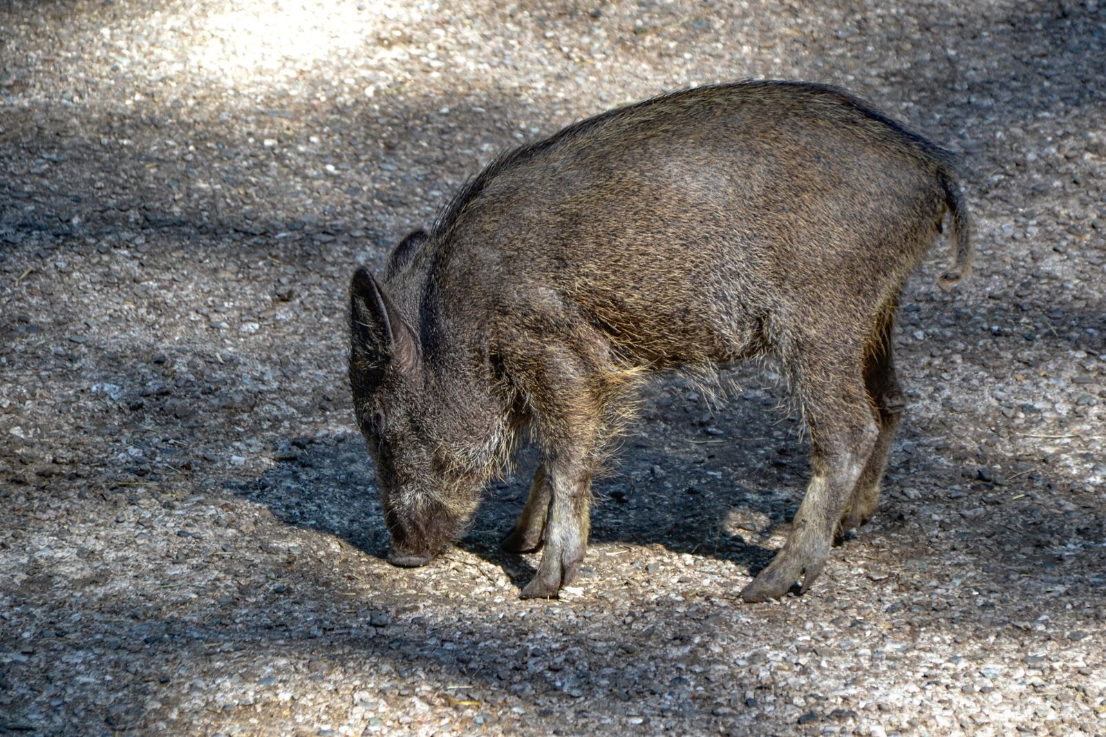 Nikon D3100 sample photo. Boar, wild, nature photography