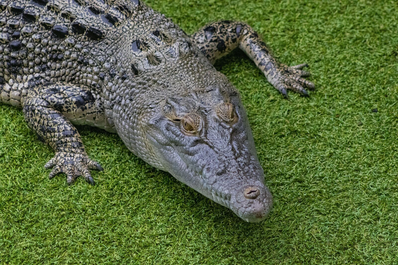 Canon EOS 800D (EOS Rebel T7i / EOS Kiss X9i) sample photo. Crocodylus porosus, crocodile, australia photography