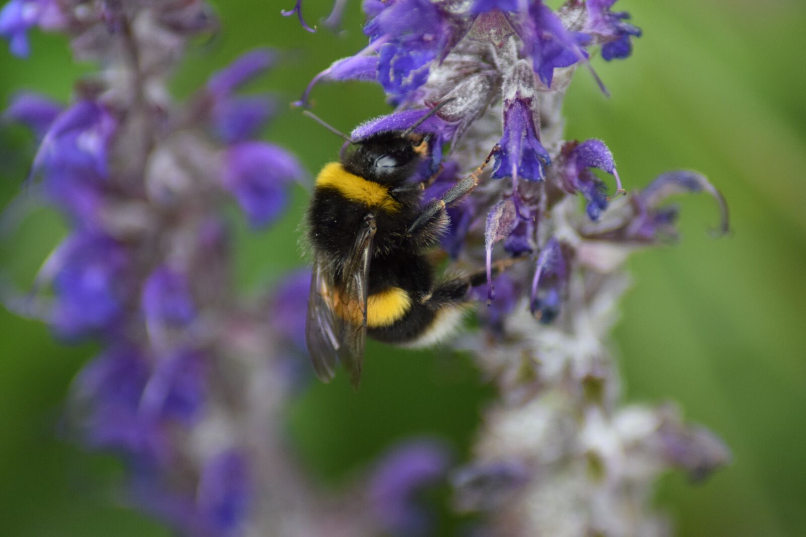 Nikon D5300 sample photo. Bumble bee, bombus, bee photography