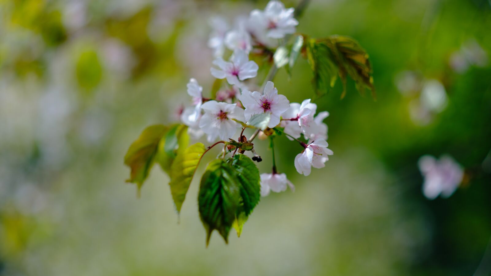 Fujifilm X-T30 sample photo. Flowers, spring, cherry blossom photography