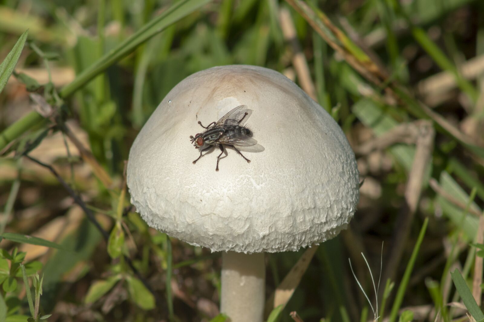 Canon EF75-300mm f/4-5.6 sample photo. Mushroom, spore, fungus photography