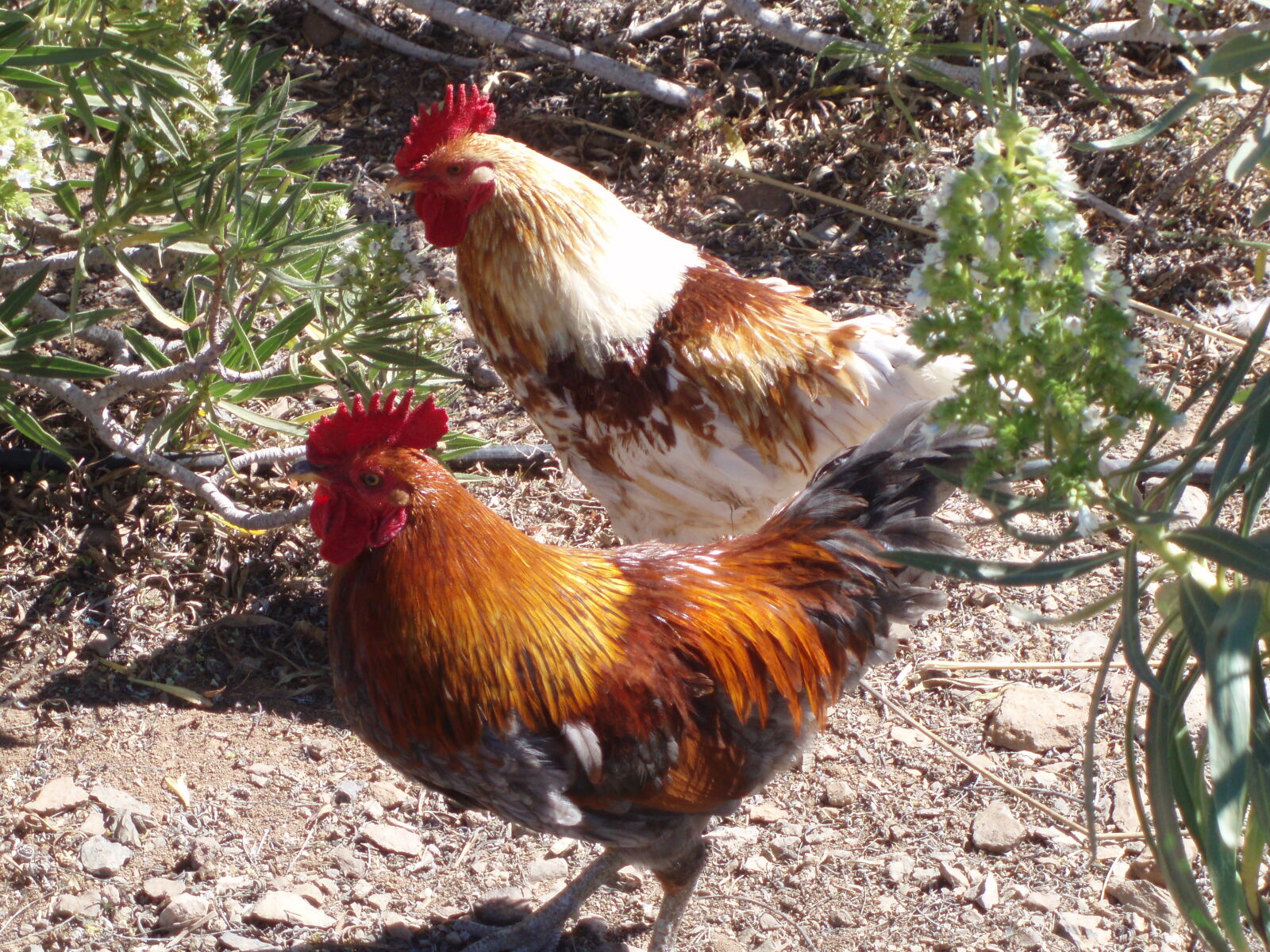 Olympus u700,S700 sample photo. Birds, cocks photography