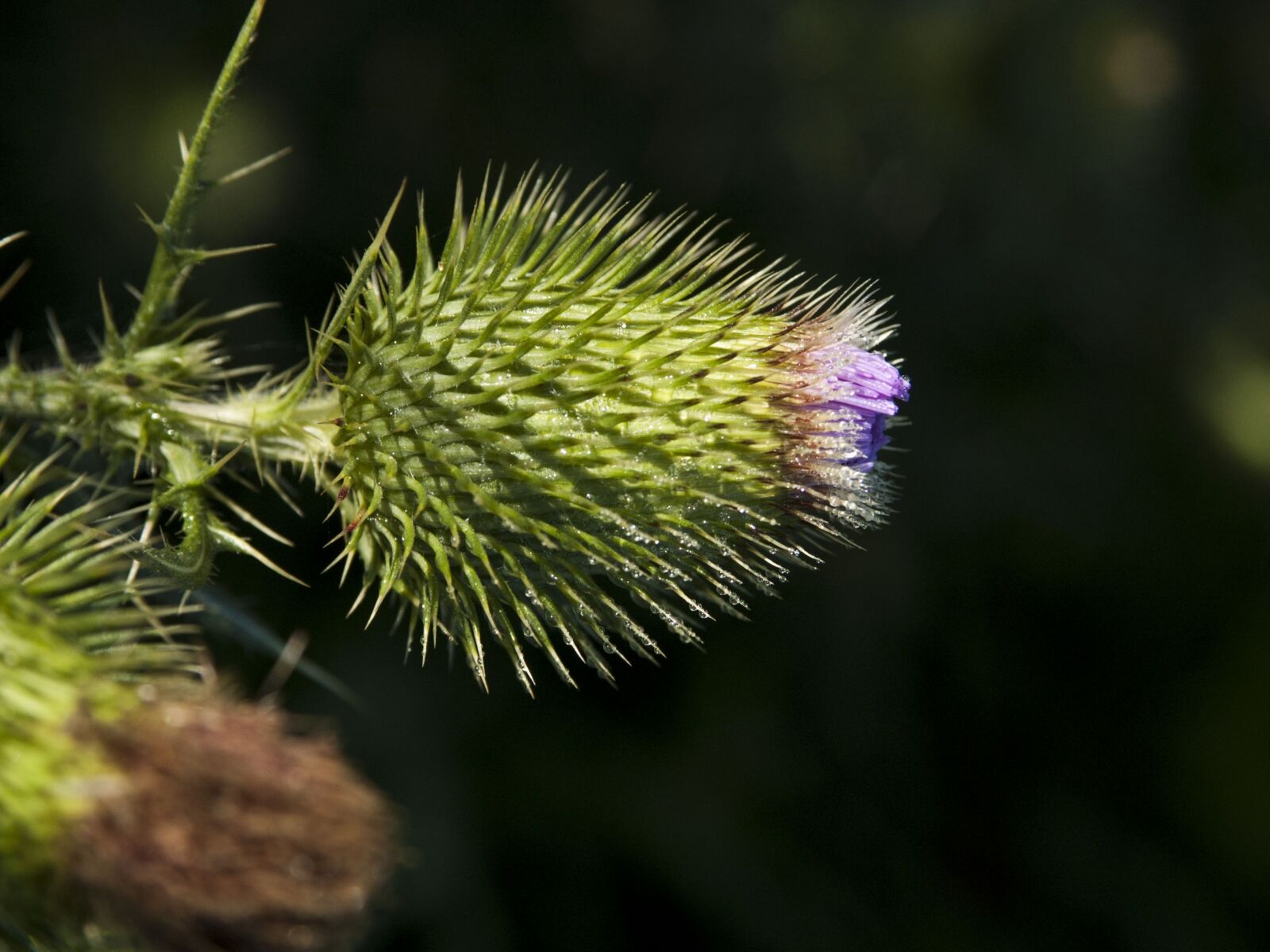 Nikon D50 sample photo. Wildflower, flower, thistle photography