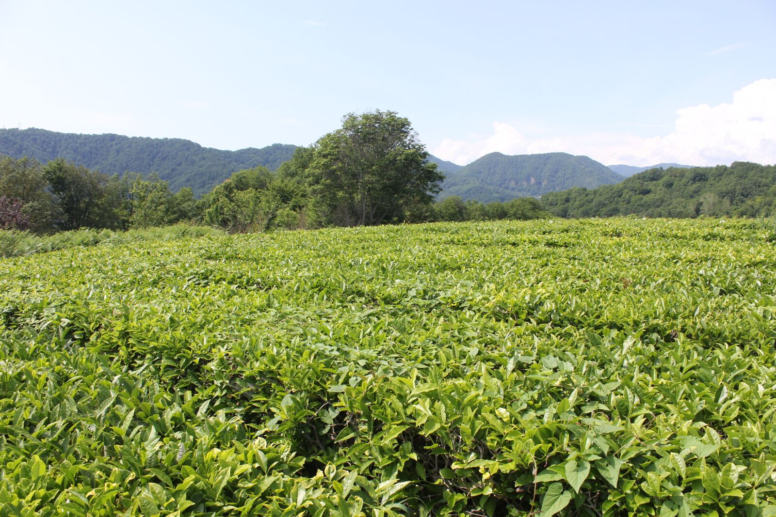Canon EOS 60D sample photo. Tea, tea plantation, plants photography