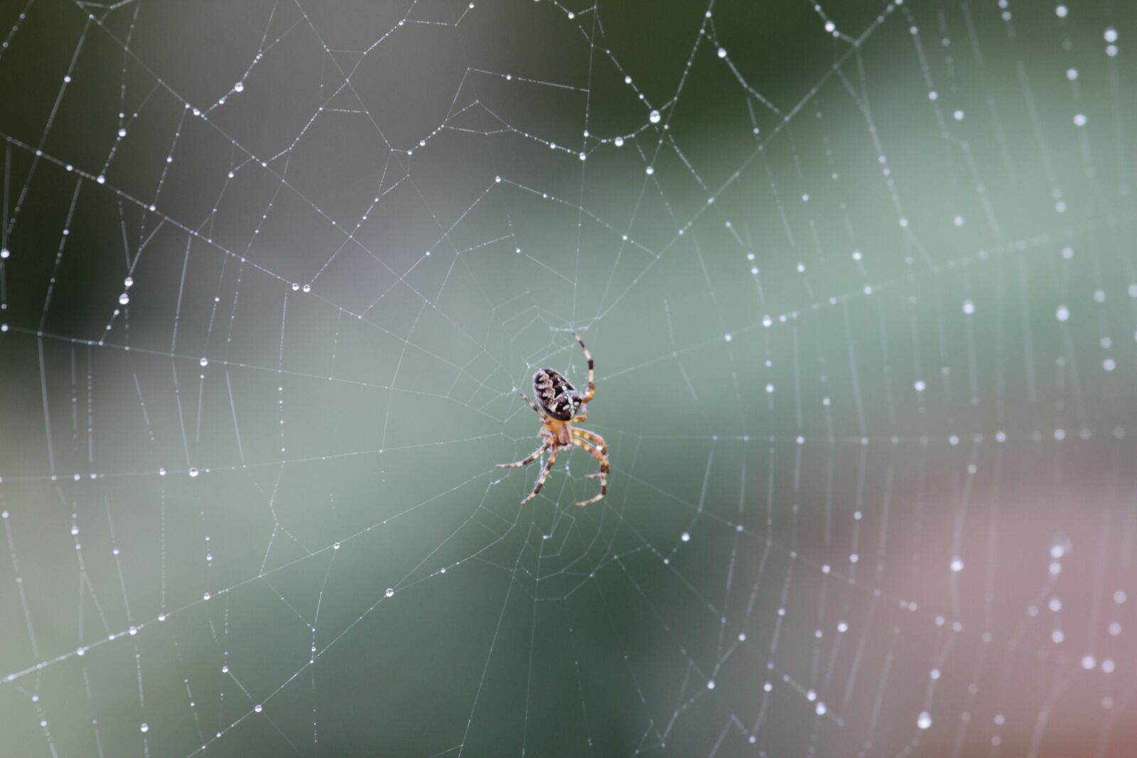 Canon EOS 550D (EOS Rebel T2i / EOS Kiss X4) sample photo. Natural, spider, expensive photography