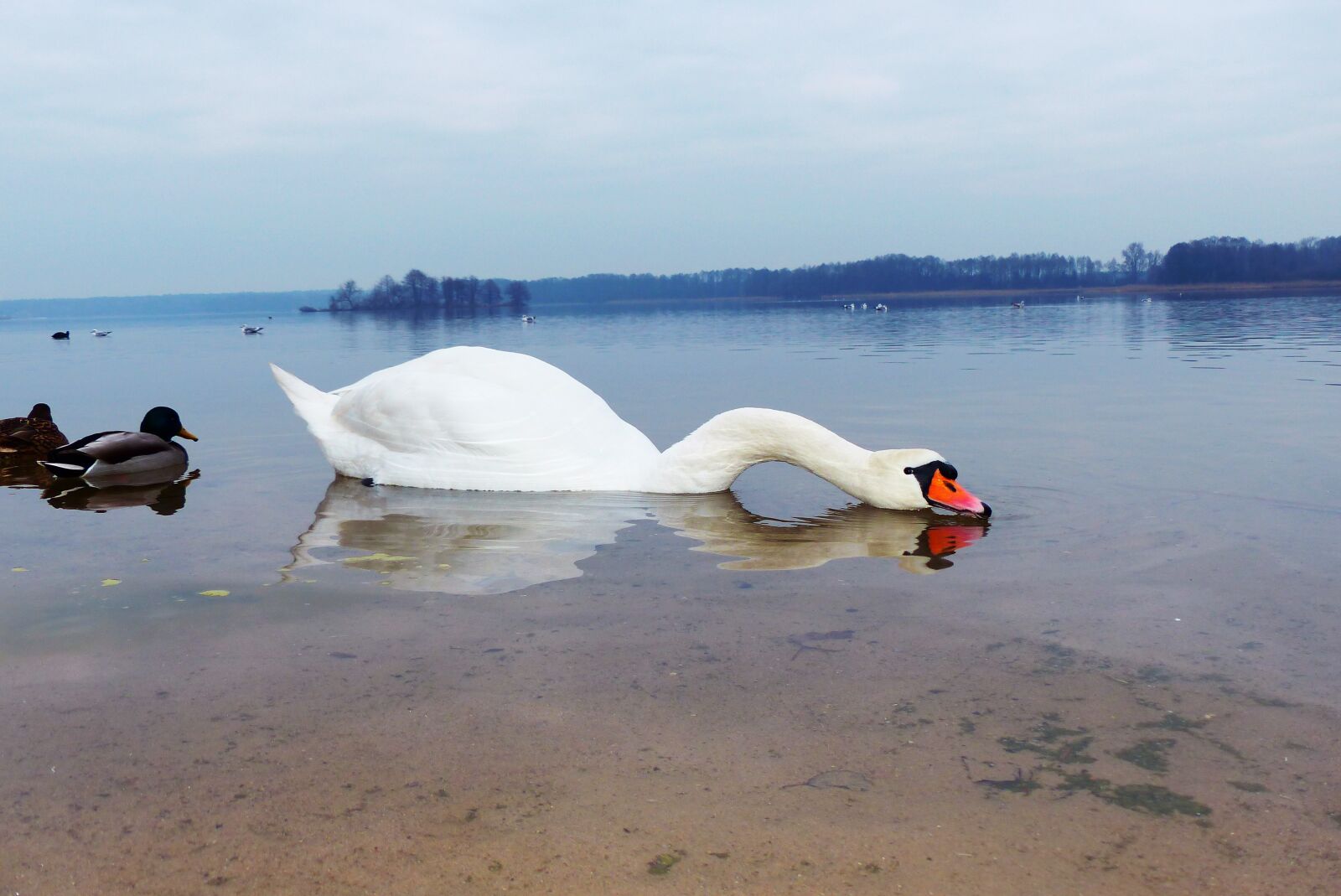 Panasonic Lumix DMC-FZ200 sample photo. Mute swan, tom, snake photography