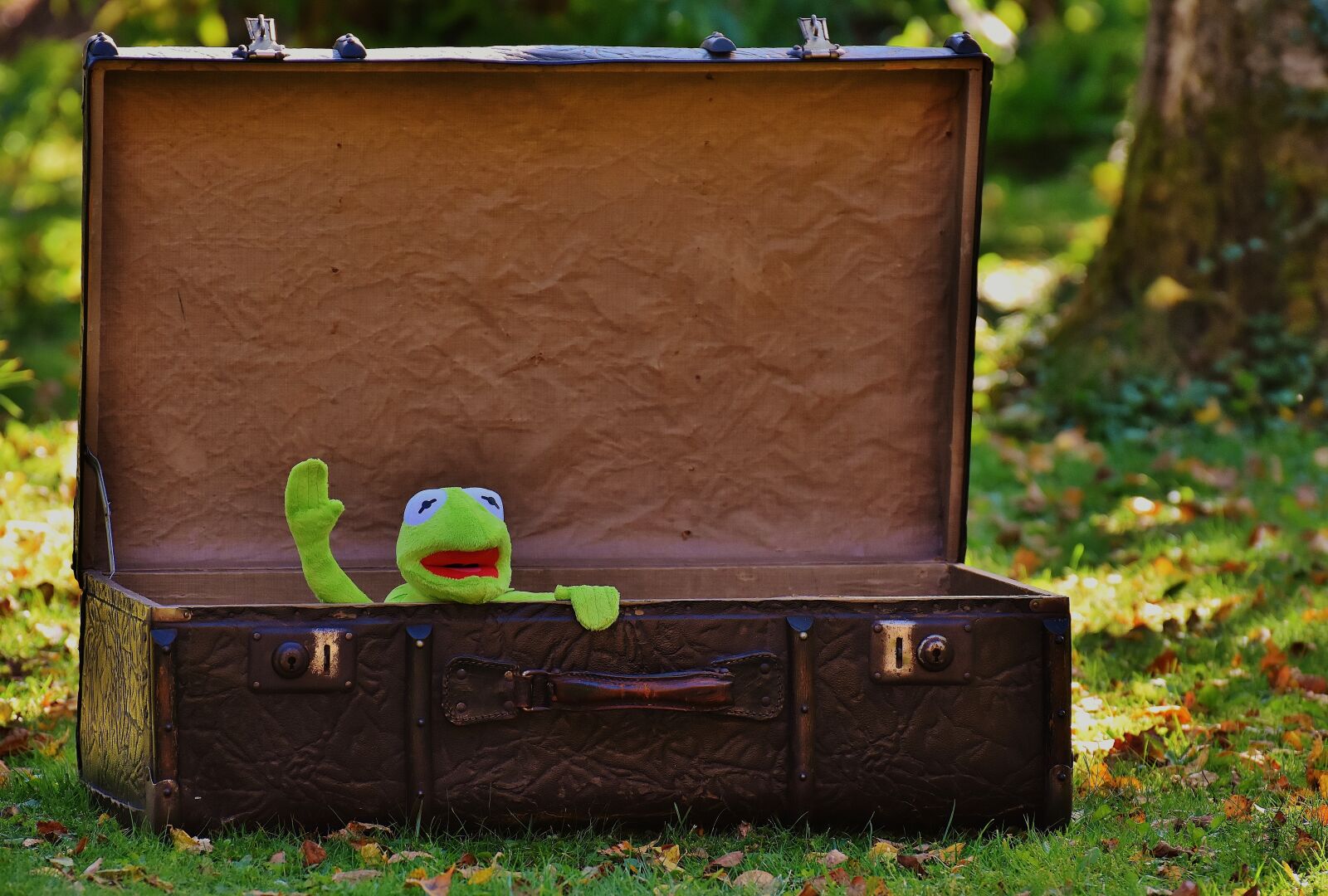 Nikon D7200 sample photo. Kermit, farewell, cute photography