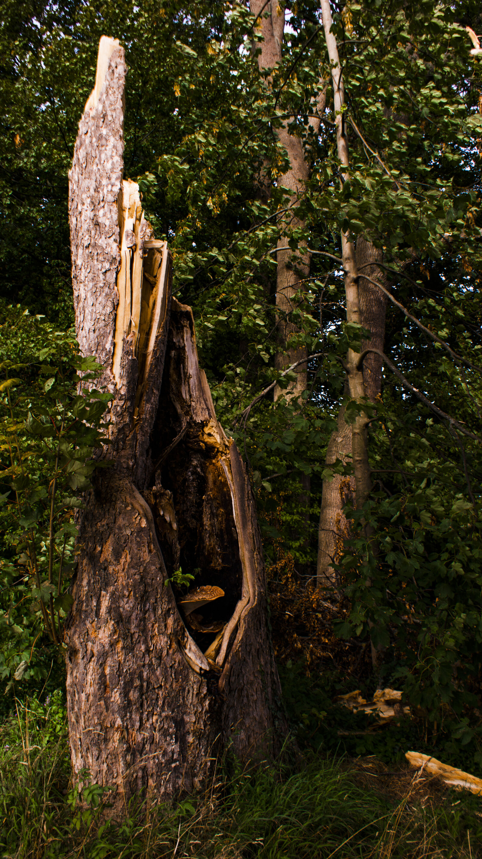 Sony Alpha DSLR-A350 sample photo. Forest, mushroom, tree, trunk photography