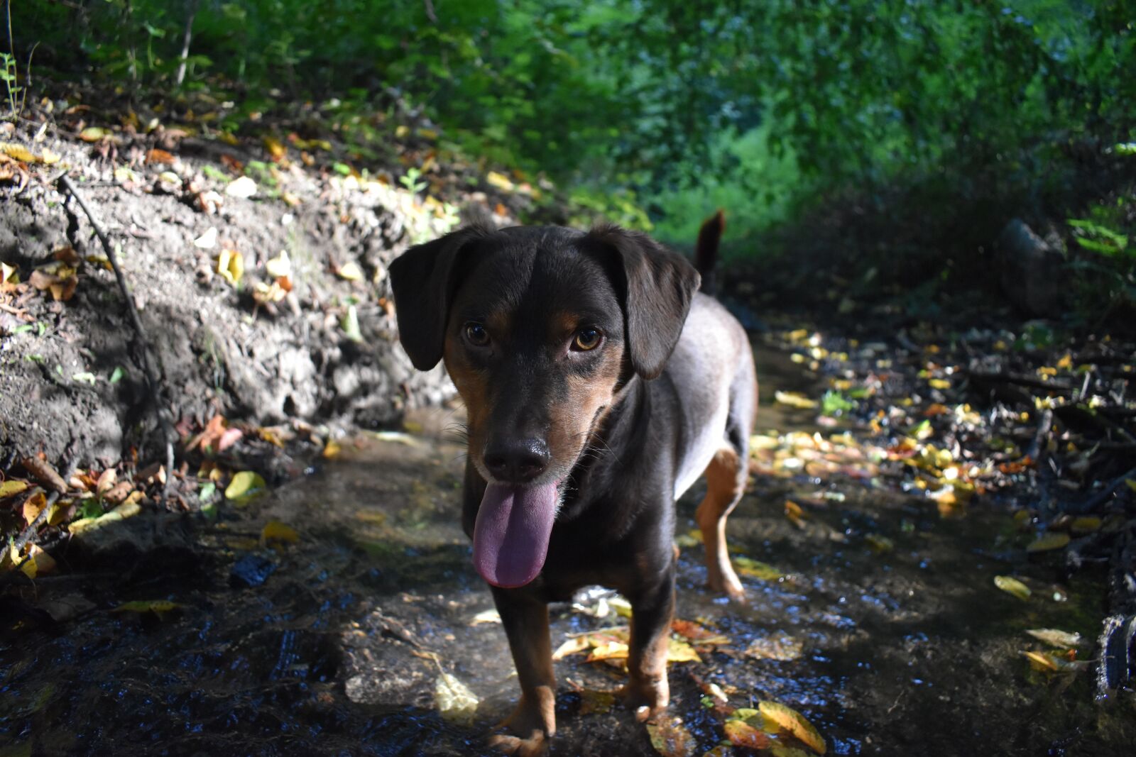 Nikon D3500 sample photo. Sweet, dog, water photography
