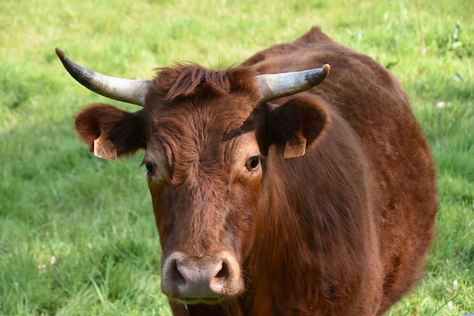 Nikon D5600 sample photo. Cow, horns white, brown photography