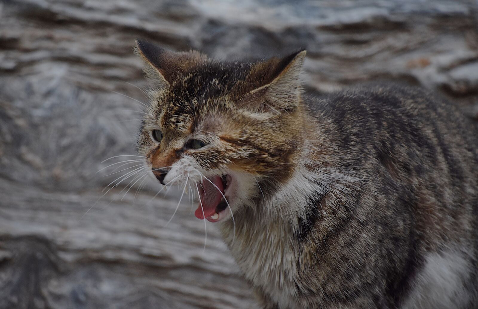Nikon D7200 sample photo. Cat, cute, kitten photography
