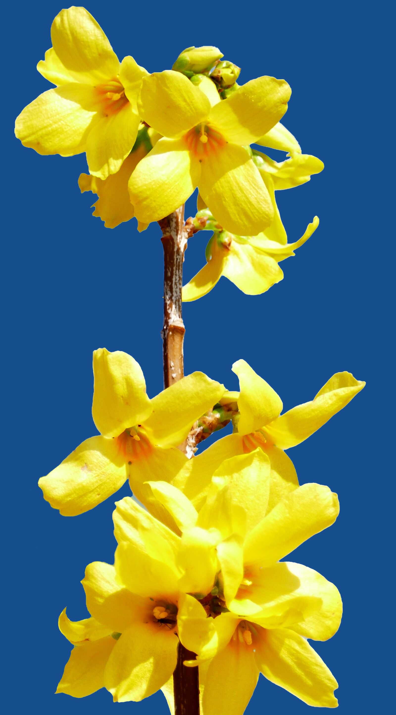 Panasonic Lumix DMC-FZ1000 sample photo. Plant, bush, forsythia photography