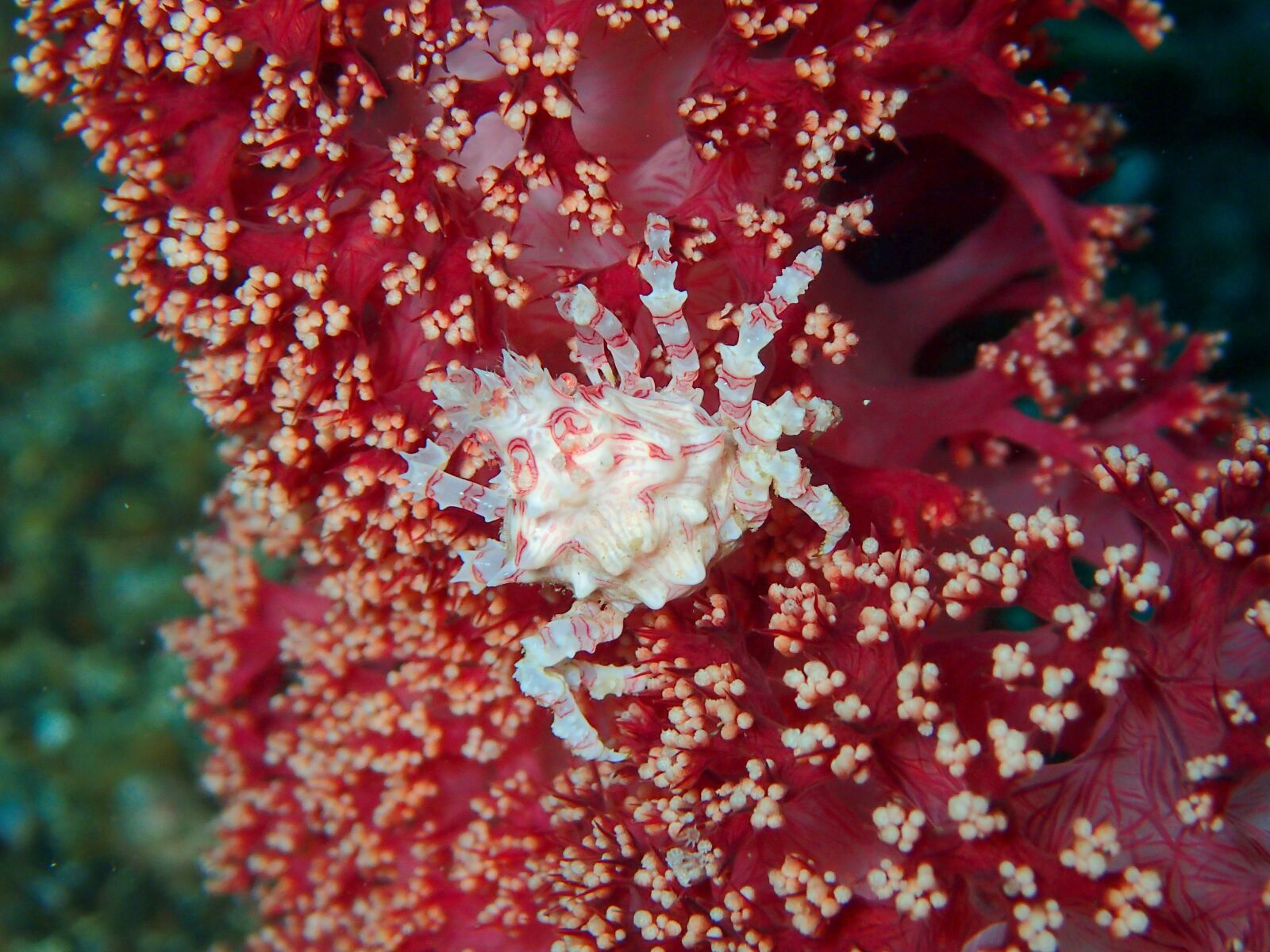 Olympus TG-4 sample photo. Crab, crustacean, reef photography
